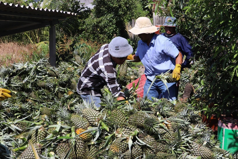 Thu hoạch dứa ở xã Hưng Thạnh (Tân Phước, Tiền Giang). (Ảnh: Minh Trí/TTXVN)