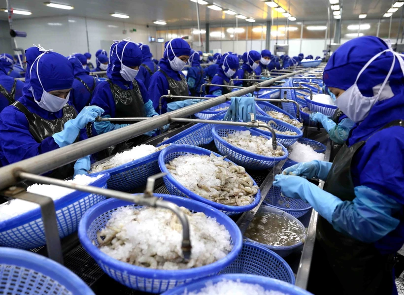 Chế biến tôm đông lạnh xuất khẩu của Công ty Cổ phần Chế biến thủy sản xuất khẩu Thuận Phước. (Ảnh: Vũ Sinh/TTXVN)