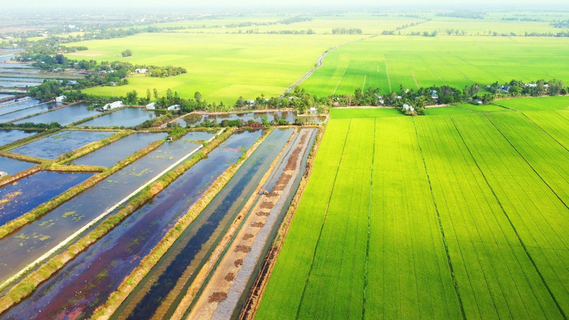 Điều tiết nước ngọt cho vùng sản xuất lúa, điều tiết nước mặn cho vùng lúa tôm tại tỉnh Bạc Liêu. (Ảnh: TTXVN phát)