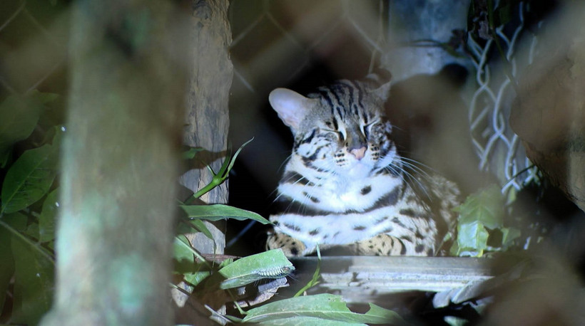 Động vật tại Vườn quốc gia Cúc Phương. (Ảnh: Thùy Dung/TTXVN)