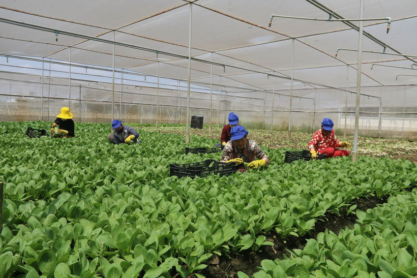 Trồng rau trong nhà lưới ở huyện Gò Công Đông. (Ảnh: Minh Trí/TTXVN)