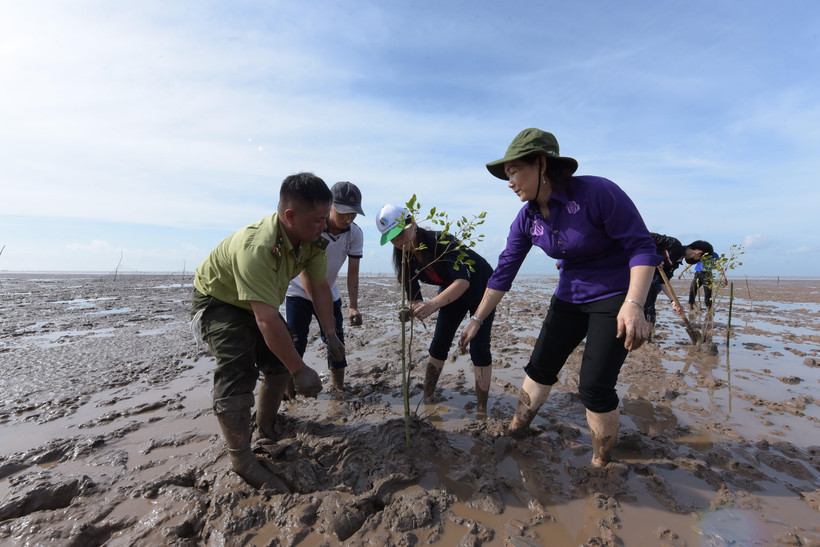 Các đại biểu tham gia trồng rừng ven biển. (Ảnh: Nhật Bình/TTXVN)