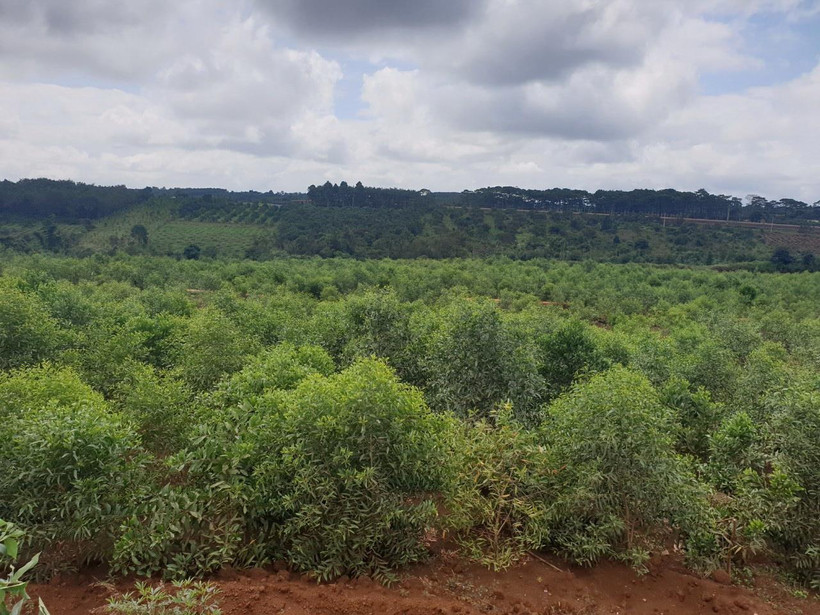 Cây keo phát triển xanh tốt sau gần 1 năm được trồng trên đất hoàn nguyên ''hậu'' khai thác bauxite. (Ảnh: Hưng Thịnh/TTXVN)