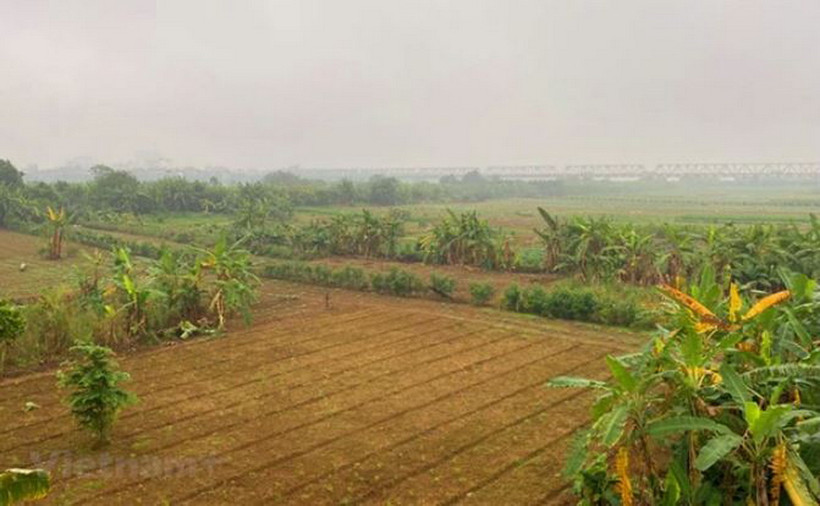 Bãi giữa sông Hồng chủ yếu hiện trồng hoa màu. (Ảnh: Hùng Nguyễn/Vietnam+)