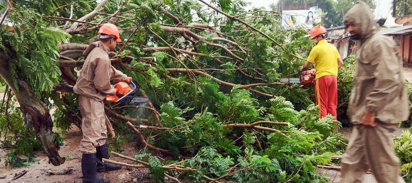 Cây cối gãy đổ do bão Dana tại Astaranga, thành phố Puri, Ấn Độ, ngày 24/10/2024. (Ảnh: ANI/TTXVN)