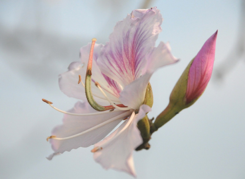 Vẻ đẹp tinh khiết của hoa Ban Tây Bắc. (Ảnh: Nguyễn Công Hải/TTXVN)