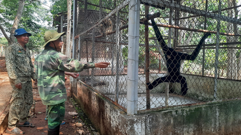Động vật hoang dã quý hiếm tại khu Trung tâm cứu hộ, bào tồn và phát triển sinh vật được chăm sóc chờ ngày thả về rừng. (Ảnh: K Gửih/TTXVN)