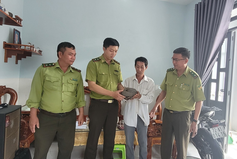Anh Lê Nhật Hoàng bàn giao cá thể tê tê cho Hạt kiểm lâm Châu Đức-Bà Rịa. (Ảnh: Hoàng Nhị/TTXVN)