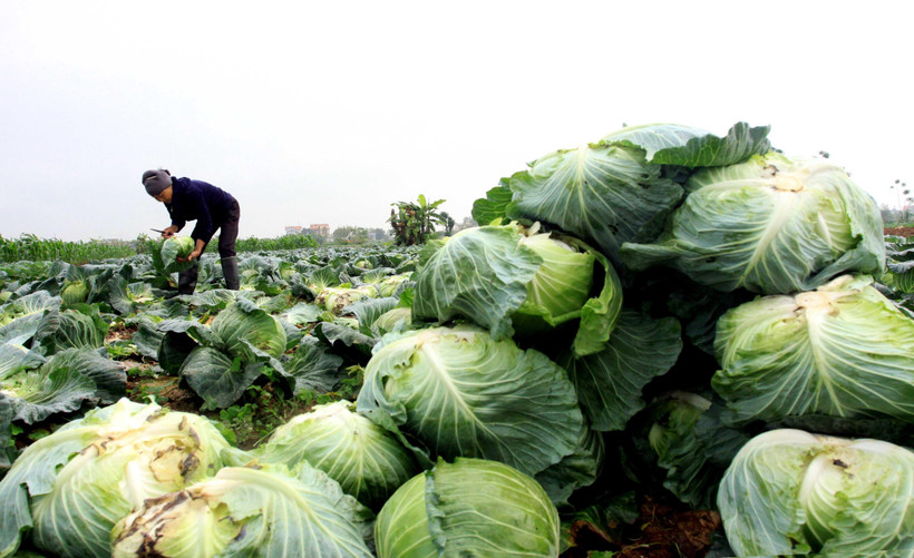 Bắp cải của người dân xã Vũ Vân, huyện Vũ Thư, tỉnh Thái Bình còn tồn đọng được các đơn vị, tổ chức, cá nhân “giải cứu”. (Ảnh: Thế Duyệt/TTXVN)