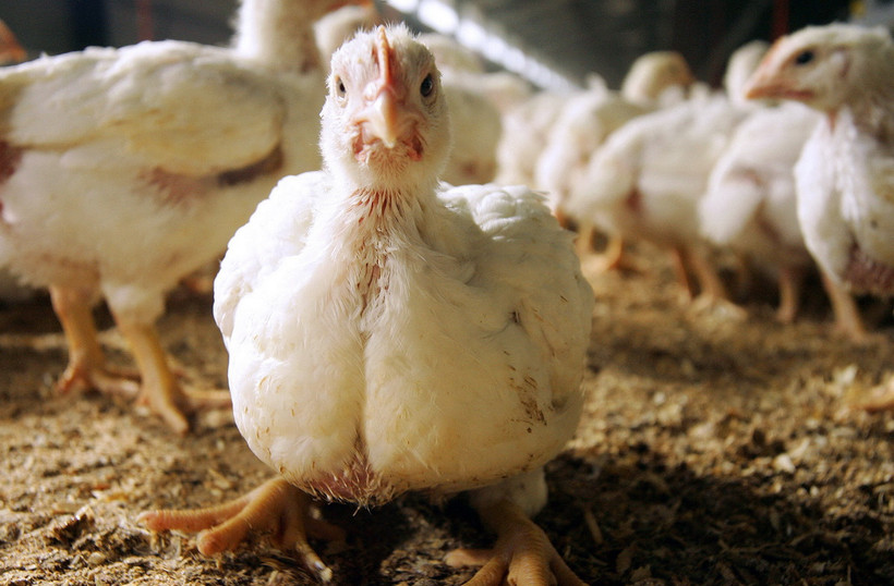 Chủng virus được phát hiện tại các trang trại ở bang Victoria đều thuộc chủng H7N3. (Ảnh: AFP/TTXVN)