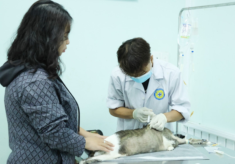 Người dân đưa chó, mèo tiêm vaccine phòng dại. (Ảnh: Đinh Hằng/TTXVN)