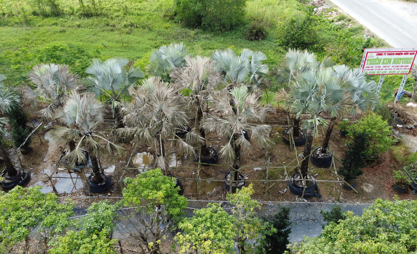 Một số cây trong khu vườn ở xã Hòa Thành (Lai Vung, Đồng Tháp) bị chết do kẻ gian đổ thuốc diệt cỏ vào gốc. (Ảnh: Nhựt An/TTXVN)