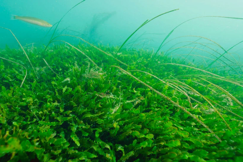 Ảnh minh họa. (Nguồn: noaa fisheries)