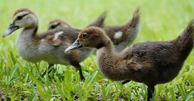 Để ngăn chặn virus cúm lây lan, toàn bộ 8.700 con vịt sẽ bị tiêu hủy. (Nguồn: thepoultrysite)