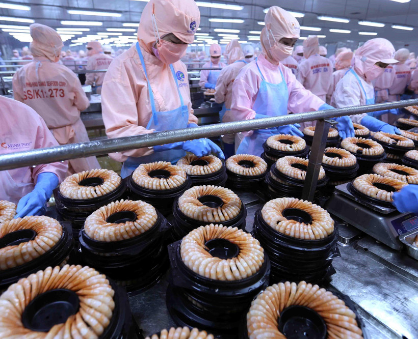 Dây chuyền chế biến sản phẩm tôm đông lạnh xuất khẩu tại nhà máy của Công ty Cổ phần Thủy sản Minh Phú Hậu Giang (Tập đoàn Thủy sản Minh Phú) tại Khu công nghiệp sông Hậu, huyện Châu Thành, tỉnh Hậu Giang. (Ảnh: Vũ Sinh/TTXVN)