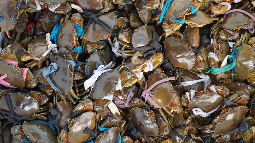 Thu hoạch cua biển. (Ảnh minh họa. Văn Sĩ/TTXVN)