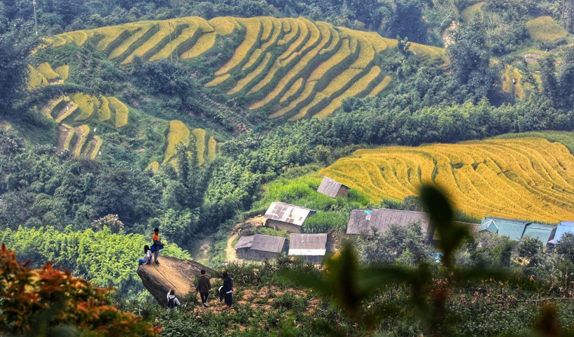 Thời điểm để ngắm mùa lúa chín Y Tý là vào hai tuần đầu tháng 9. (Ảnh: Thành Đạt/TTXVN)