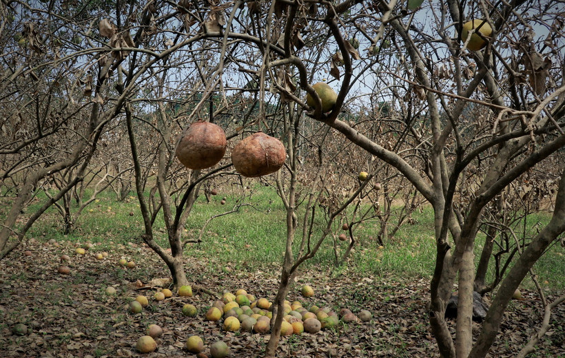 Một vài quả còn sót lại trên cây sau trận ngập lụt vừa qua tại một gia đình trồng bưởi ở xã Đại Minh. (Ảnh: Tuấn Anh/TTXVN)