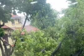 Cây đổ đè trúng nhiều xe con ở phố Trần Phú trong trận mưa lớn tại Hà Nội