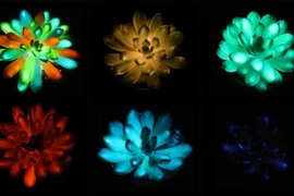 Cây sen đá phát quang đa sắc sau khi được tiêm strontium aluminate. (Nguồn: CNN)