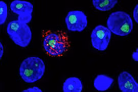 Nghiên cứu mới cho thấy thuốc lenacapavir có thể ức chế virus HIV trong cả năm. (Nguồn: Science.org)