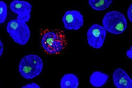 Nghiên cứu mới cho thấy thuốc lenacapavir có thể ức chế virus HIV trong cả năm. (Nguồn: Science.org)