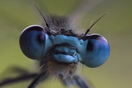 Thế giới có rất nhiều loài côn trùng, nhưng chúng ta mới chỉ biết tới một phần nhỏ trong số chúng. (Nguồn: The Coversation)