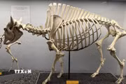 Nguyên bộ xương bò rừng Bison châu Mỹ được trưng bày tại Bảo tàng Lịch sử Tự nhiên Quốc gia Mỹ. (Ảnh: Ngọc Quang/TTXVN)