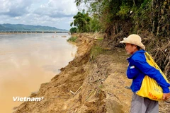 Sạt lở bờ sông Vu Gia, nông dân Đại Lộc xót xa nhìn cảnh mất hàng chục ha đất sản xuất