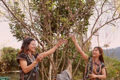 Hồi sinh giữa đại ngàn: Mùa xuân "chữa lành" xã Hùng Sơn