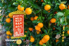 Quất cảnh Hội An Tây hối hả xuống phố đón Tết Bính Ngọ 2026