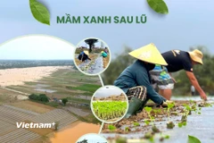 Rau xanh Bàu Tròn hồi sinh vụ Tết sau 3 cơn lũ dữ miền Trung