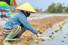 Toàn cảnh vùng rau Bàu Tròn vẫn còn bị ngập một phần trong nước lũ. (Ảnh: Thanh Phong/Vietnam+)