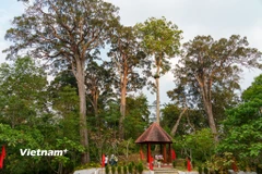Khu vực lập bia di sản rừng Pơ Mu, nét đặc trưng thể hiện sự tôn trọng thiên nhiên của đồng bào Cơ Tu. (Ảnh: Thanh Phong/Vietnam+)