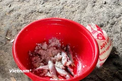 Hình minh họa: Vụ ngộ độc cá ủ chua xảy ra tại Đà Nẵng ngày 9/3. (Ảnh: PV/Vietnam+)