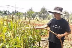 Anh Hồ Văn Quý ở thôn Đồng Tháp, xã Phú Trung sau khi hoàn thành thời gian cai nghiện được vay vốn chính sách phát triển kinh tế và tái hòa nhập cộng đồng. (Ảnh: Vietnam+)