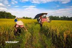 ADB thu xếp cho BIDV 250 triệu USD hỗ trợ nông nghiệp bền vững và trao quyền cho phụ nữ làm chủ ở Việt Nam. (Ảnh: Vietnam+)