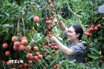 Thu hoạch vải tại Bắc Giang. (Ảnh: Đồng Thúy/TTXVN)