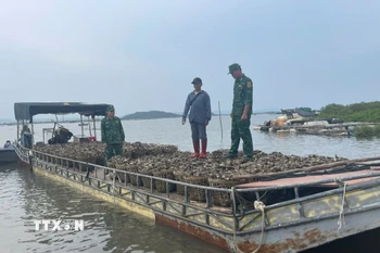 Số hàu đang vận chuyển vào Quảng Ninh thì bị lực lượng chức năng bắt giữ. (Ảnh: TTXVN phát)