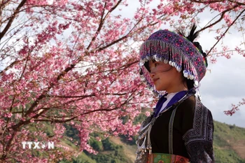 Những ngày này, du khách từ khắp nơi tìm về, tận mắt chiêm ngưỡng sắc hoa giữa đại ngàn. (Ảnh: Tuấn Anh/TTXVN)