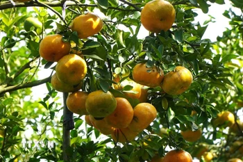 Những quả quýt hồng to tròn, mọng nước chờ đến ngày thu hoạch. (Ảnh: Nhựt An/TTXVN)