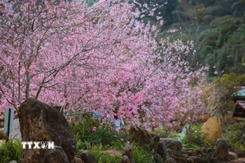 Mai anh đào nở rộ tại khu du lịch hồ Đam Bri, xã Măng Đen. (Ảnh: Dư Toán/TTXVN)