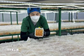 Hợp tác xã Nấm Tam Đảo luôn kiểm tra, theo dõi sự phát triển của các nấm đông trùng hạ thảo để đảm bảo chất lượng sản phẩm đến tay người tiêu dùng. (Ảnh: Nguyễn Thảo/TTXVN)