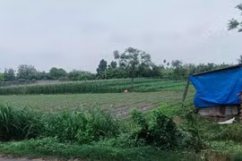 Thửa đất tại xã Tân Đông Hội (nay thuộc xã Củ Chí, Thành phố Hồ Chí Minh) trong vụ tranh chấp hợp đồng chuyển nhượng quyền sử dụng đất sau gần 3 năm chờ đợi, khiến bên mua không thể “đăng bộ được”. (Ảnh: PV/Vietnam+)