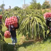 Với hơn 98% trong tổng số khoảng 31.000 doanh nghiệp đang hoạt động, khối kinh tế tư nhân không chỉ tạo việc làm, đóng góp lớn vào GRDP mà còn giữ vai trò nòng cốt trong các chuỗi giá trị nông nghiệp, du lịch của Lâm Đồng. (Ảnh: Hồng Hiếu/TTXVN)