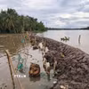 Tuyến bờ bao sông Măng trên địa bàn xã Tân Long Hội, tỉnh Vĩnh Long vừa gia cố đang nguy cơ bị triều cường gây tràn ngập. (Ảnh: Phúc Sơn/TTXVN)