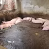 Đàn lợn chết do mắc bệnh tả lợn châu Phi. (Ảnh: TTXVN phát)