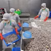 Sơ chế ngao xuất khẩu tại nhà máy của Công ty CP Xuất nhập khẩu thủy sản Thanh Hóa, tỉnh Thanh Hóa. (Ảnh: Lê Đông/TTXVN)