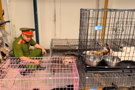 Công an thành phố Hà Nội thông tin vừa triệt phá, bắt giữ một ổ nhóm chuyên trộm cắp mèo với quy mô lớn. (Ảnh: CACC)