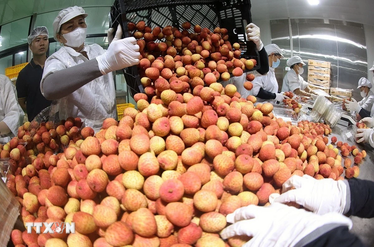 Công nghệ sấy thông minh mở ra hướng đi mới cho nông sản Việt Nam